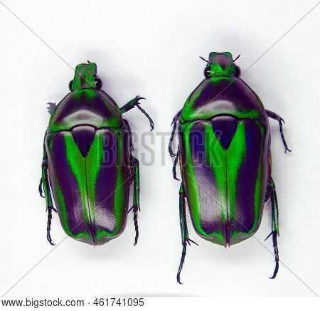 Beetles Isolated On White. Green Black Flower Beetle, Tmesorrhina Alpestris Isolated, Collection Bee
