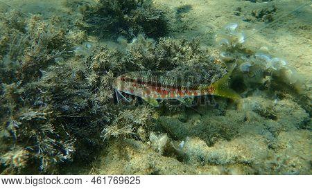 Striped Red Mullet Or Surmullet (mullus Surmuletus) Undersea, Aegean Sea, Greece, Halkidiki