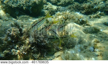 Striped Red Mullet Or Surmullet (mullus Surmuletus) Undersea, Aegean Sea, Greece, Halkidiki