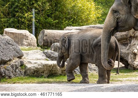 A Young Little Asian Elephant, Elephas Maximus Also Called Asiatic Elephant, Is The Only Living Spec