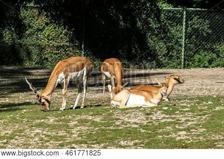 Indian Blackbuck, Antelope Cervicapra Or Indian Antelope. The Blackbuck Inhabits Grassy Plains And S