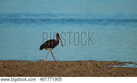 South Florida Bird Ibises At The Chokoloskee Island.