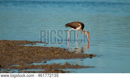 South Florida Bird Ibises At The Chokoloskee Island.
