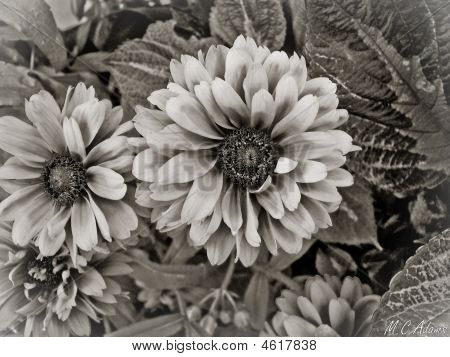 Fowers Ii