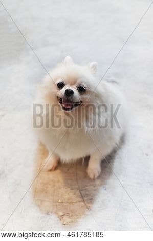 Portrait Of Pomeranian Dog Or Dwarf Spitz Sitting On The Floor