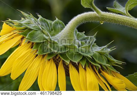 The Backside Of A Sunflower Blossom Is Highlighted With A Dew Drop Reflection Of The Same, Desplaine