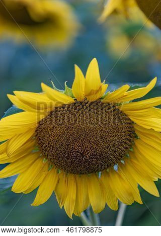 A Beautiful Sunflower Blossom Is Highlighted By A Background Of Blooms And Field, Desplaines River S