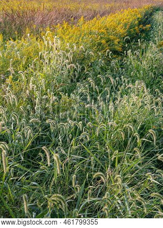 Non-native Foxtail Grasses Line The Trails Sides Along Much Of The Tail System At Kankakee Sands For