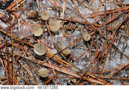 Mushrooms On The Forest Floor Covered By Hail. The Nublo Rural Park. Tejeda. Gran Canaria. Canary Is