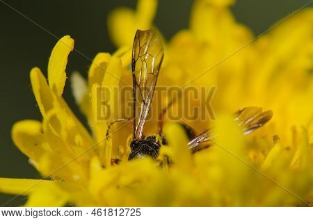 Wasp Cerceris Concinna Feeding On A Flower. Integral Natural Reserve Of Inagua. Gran Canaria. Canary