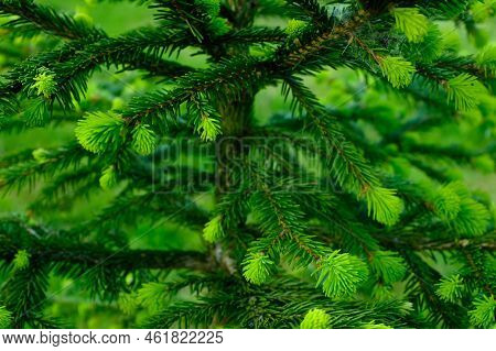 Young Green Fir-tree Branches With Small Needles. Background From Growing Evergreen Fir Tree. Pine B