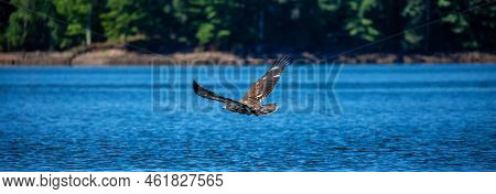 Juvenile Bald Eagle (haliaeetus Leucocephalus) Flying Just Above The Rainbow Flowage In Northern Wis