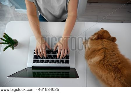 Owner Of A Small German Spitz Works At Laptops At Home At A Table, Next To A Dog Watching A Woman. A