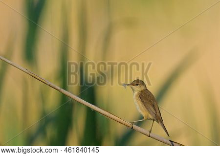 A Eurasian Reed Warbler On A Sunny Morning In Summer, Sitting On A Reed, Vienna (austria)