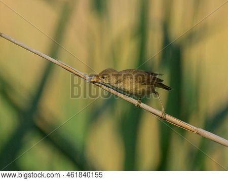 A Eurasian Reed Warbler On A Sunny Morning In Summer, Sitting On A Reed, Vienna (austria)