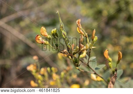 Closeup Of Pigeon Pea Pods And Flower Or Cajanus Cajan On Its Plant With Selective Focus