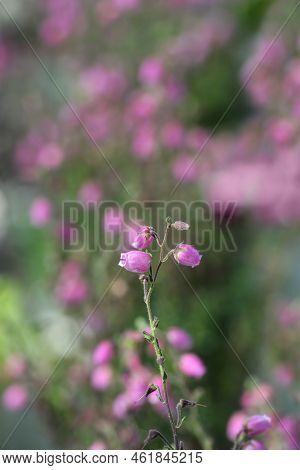 St Dabeocs Heath Pink Flowers In The Summer