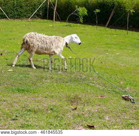 Lambs Rope Lamb His Neck Tied Image & Photo (Free Trial) | Bigstock
