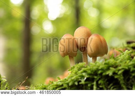Mushrooms tree trunk Closeup Nature Macro plant Nature background trees Nature background Nature background Mushroom Nature autumnal Nature background Nature background Autumn forest Nature background outdoor Nature background Nature background.