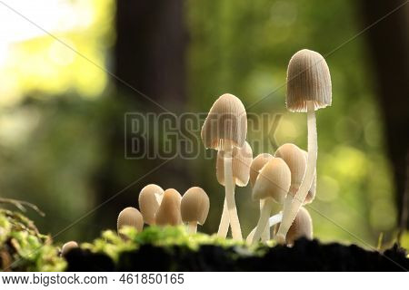 Mushrooms tree trunk Closeup Nature Macro plant Nature background trees Nature background Nature background Mushroom Nature autumnal Nature background Nature background Autumn forest Nature background outdoor Nature background Nature background.