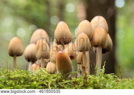 Mushrooms tree trunk Closeup Nature Macro plant Nature background trees Nature background Nature background Mushroom Nature autumnal Nature background Nature background Autumn forest Nature background outdoor Nature background Nature background.