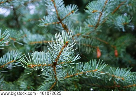 Blue Spruce Pine Tree Branches With Needles Foliage Natural Background Environment Photo With Copy S