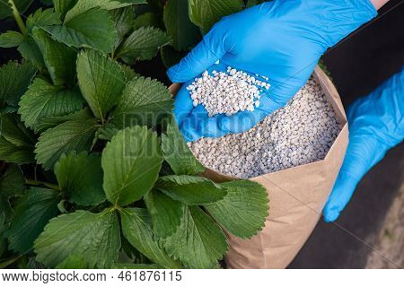 Fertilizing Strawberry In Spring Before Blooming To Enhance Harvest. Hand In Glove And Bag Of Minera