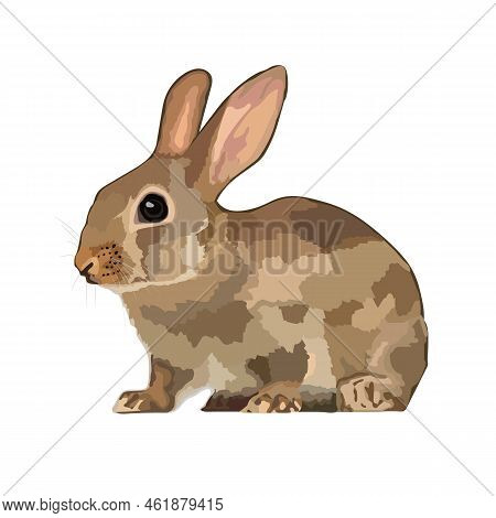 Beautiful Rabbit Realistic Icon Vector Wild Animal.