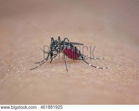 Asian Tiger Mosquito Sucks Blood On Human Skin
