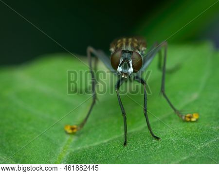 Flies With Yellow Paws On The Leaf
