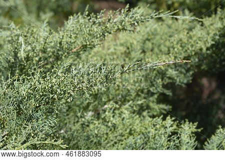 Juniper Hetzii Green Branch In The Spring