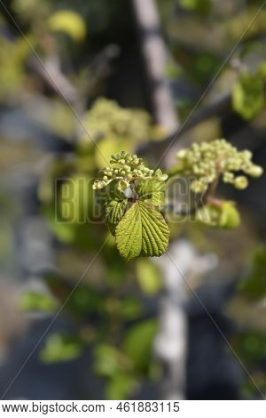 Japanese Snowball Shasta Branch With Leaves And Flower Buds