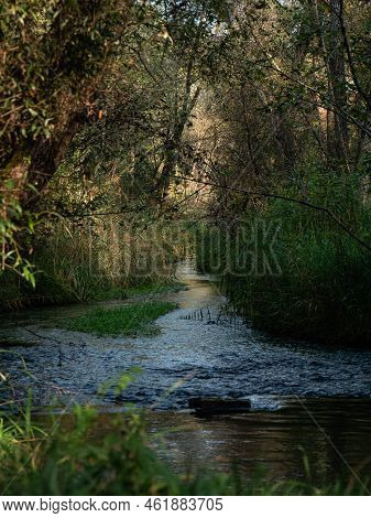 A Reed-lined Creek Flows Through A Forest.