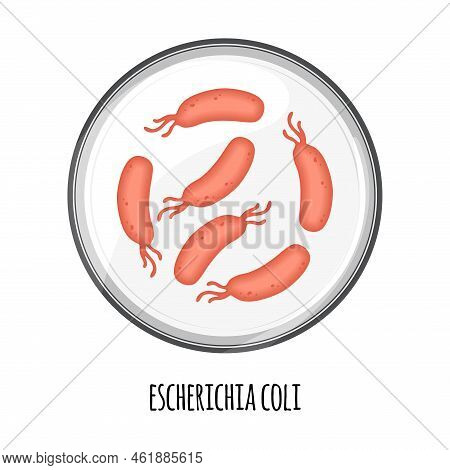 The Human Microbiome Of Escherichia Coli In A Petri Dish. Vector Image. Bifidobacteria, Lactobacilli