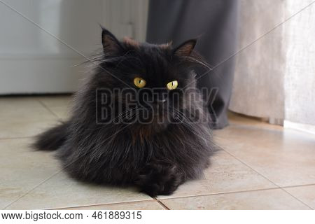Black Persian Cat Sitting In The Living Room At Home.  Happy Tabby Cat Relaxing In A House.