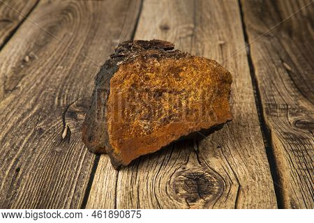 Chaga.birch Chaga.mushroom On A Birch Tree.useful Plants.
