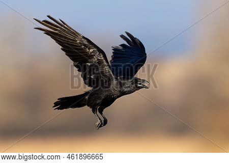 Common Raven Flying With Open Beak In Autumn Nature Illuminated By Evening Sun
