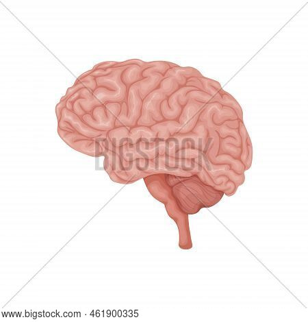 Brain. Anatomical Image Of The Brain. The Human Brain. Human Internal Organs. Vector Illustration Is