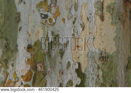 Photo Of Trunk Surface Texture Of Planetree.