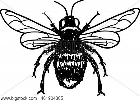 Flies Icon Silhouette Vector Illustration. A Common House Fly Insect, Scientifically Known As Dipter