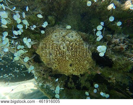 Stinker Sponge (sarcotragus Fasciculatus) Undersea, Aegean Sea, Greece, Halkidiki