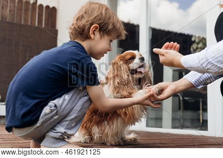 Side View Little Curious Boy Feed And Training Smart Dog Coker Spaniel Near House. Animal Give Paw T