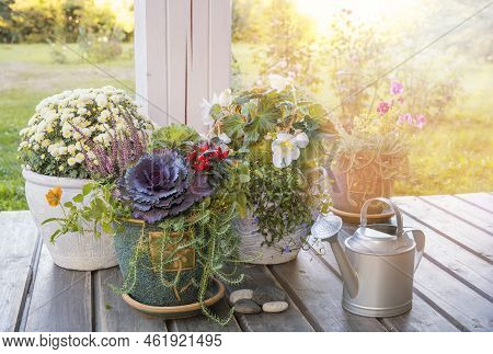 Hello Autumn. Gardening Concept. Terrace Of A Wooden House With Autumn Plants In Large Pots. Cozy Op