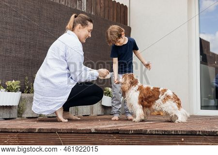 Mother, Son Feeding, Training Smart Dog Cavalier King Charles Coker Spaniel Near House. Obedience Of