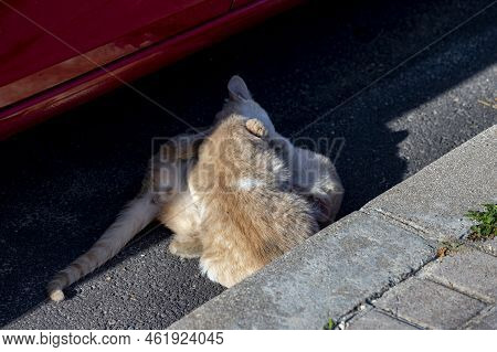 Cat. Stray Cat Walking Through The Streets Of Cercedilla, In Madrid. Animal. Feline. Domestic Animal