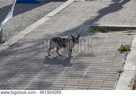 Cat. Stray Cat Walking Through The Streets Of Cercedilla, In Madrid. Animal. Feline. Domestic Animal