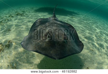 Stingray nuotare nell'oceano sott'acqua