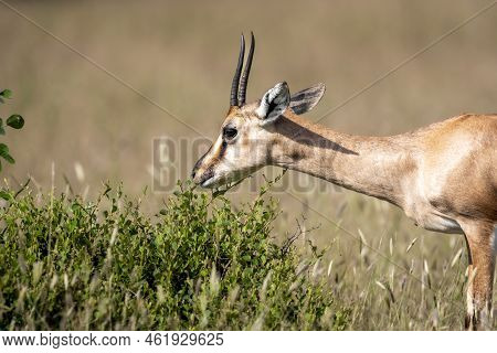 Chinkara Or Indian Gazelle Or Gazella Bennettii An Antelope Portrait Grazing Grass At Ranthambore Na