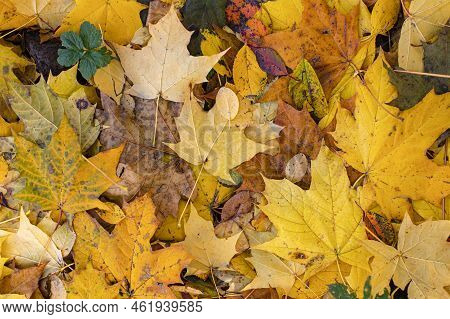 Maple Grove, Natural Background With Yellow Red Maple Leaf, Horizontal Photography