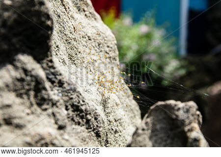 Cross The Orbweaver Spider Nest - Araneus Diadematus - With Many Small Spiders Between Two Rocks In 